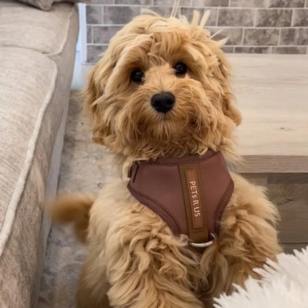 PETsRUS Premium No Pull Dog Harness 2 Leash Clip Bronze Leather Brown Neoprene